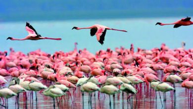 Photo of નળસરોવર માટે ₹2.94 કરોડનો પ્લાસ્ટિક કચરા વ્યવસ્થાપન કાર્યક્રમ 🌱